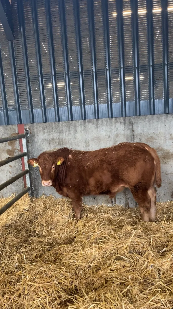 Super Pedigree limousin bulls - Image 1