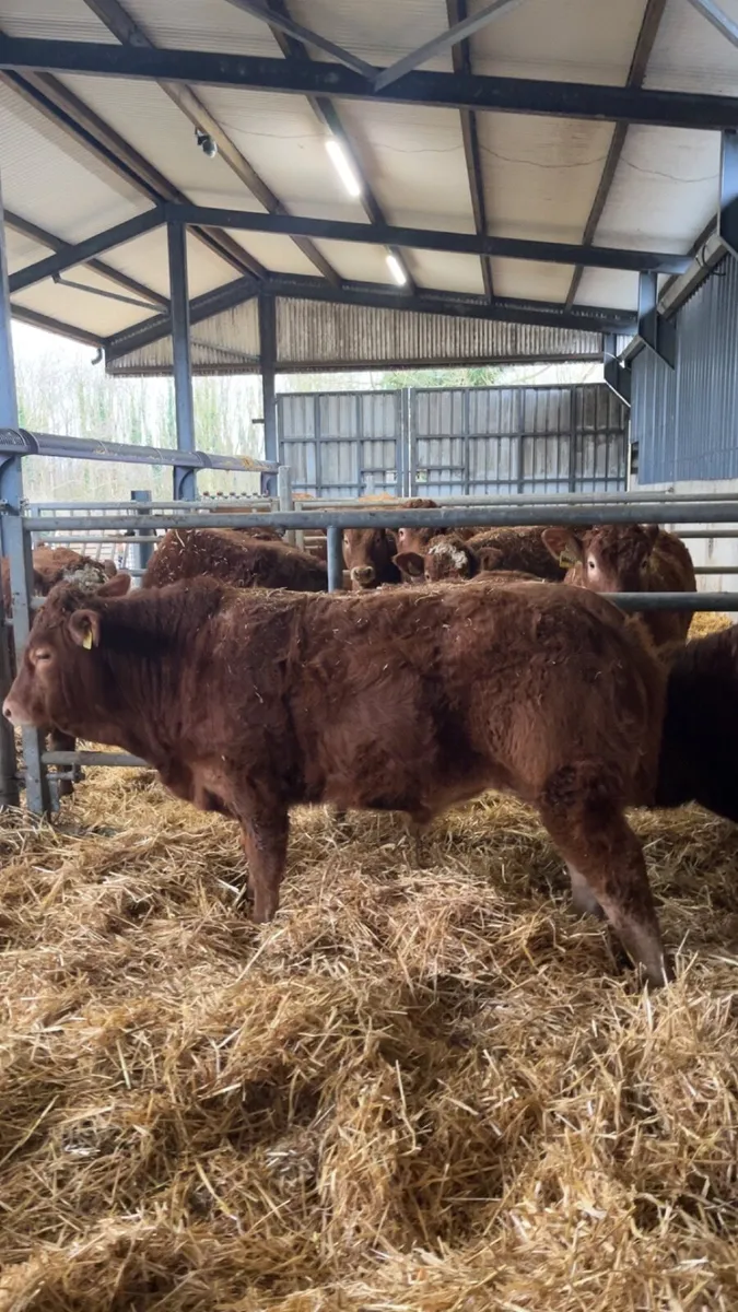 Super Pedigree limousin bulls - Image 4