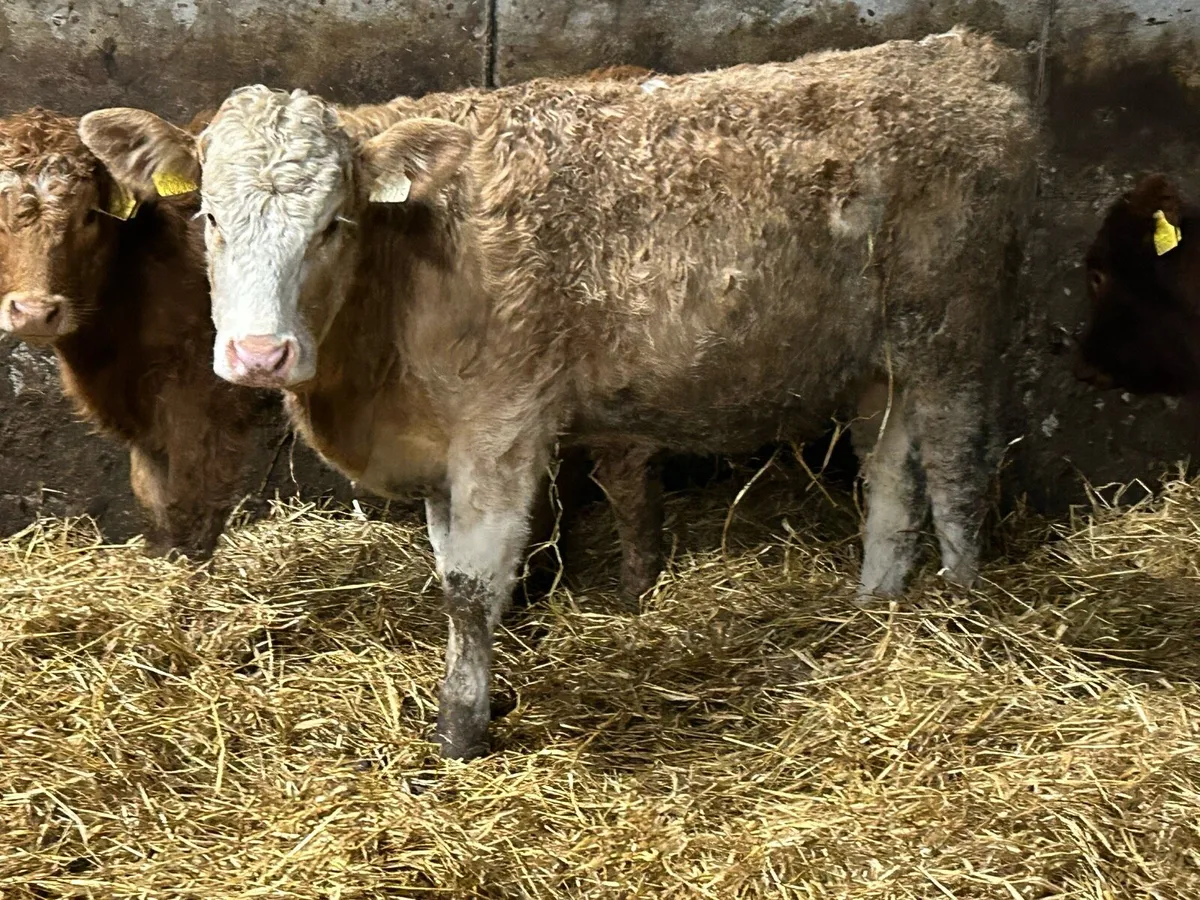 5 star simental heifer - Image 2