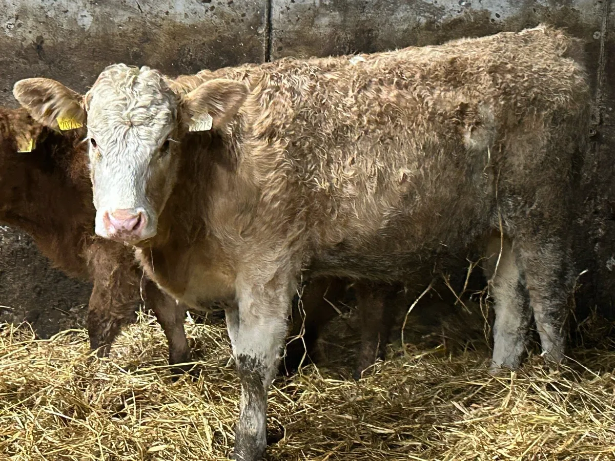 5 star simental heifer - Image 3