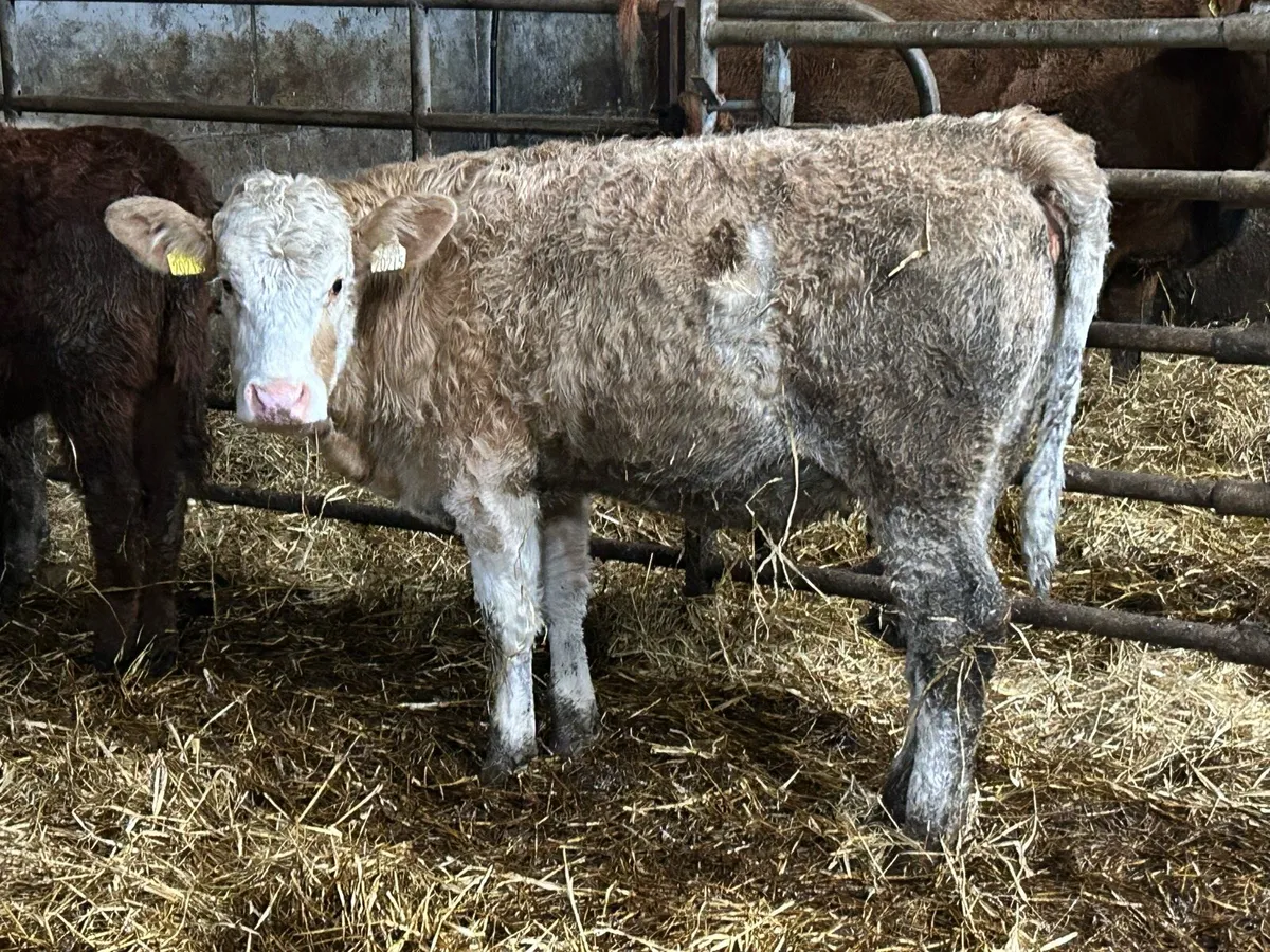 5 star simental heifer - Image 1