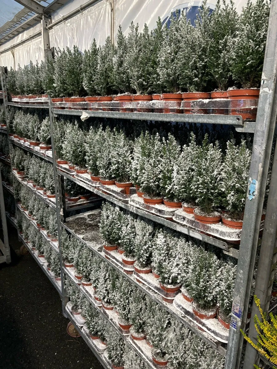 Snow Covered Conifers - Image 1