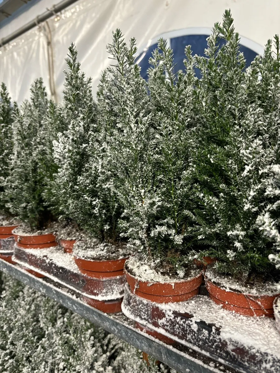 Snow Covered Conifers - Image 2