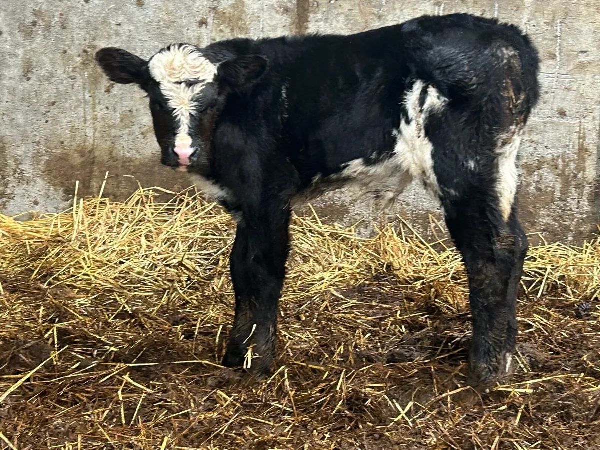 Limousine bull calf - Image 1