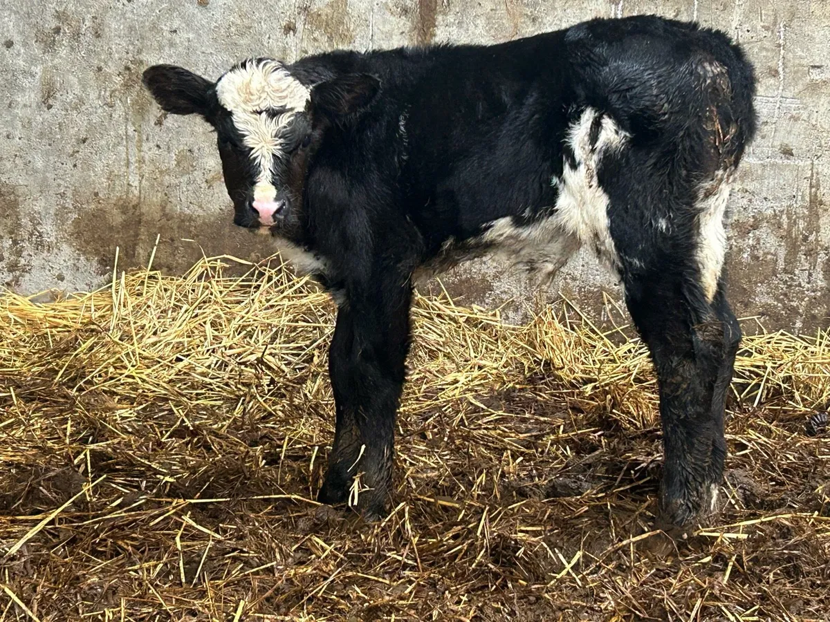 Limousine bull calf - Image 2