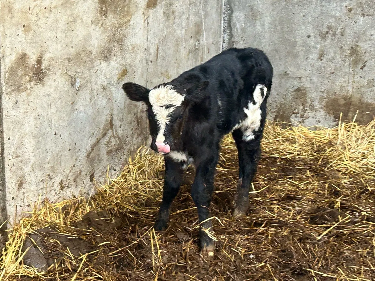 Limousine bull calf - Image 3