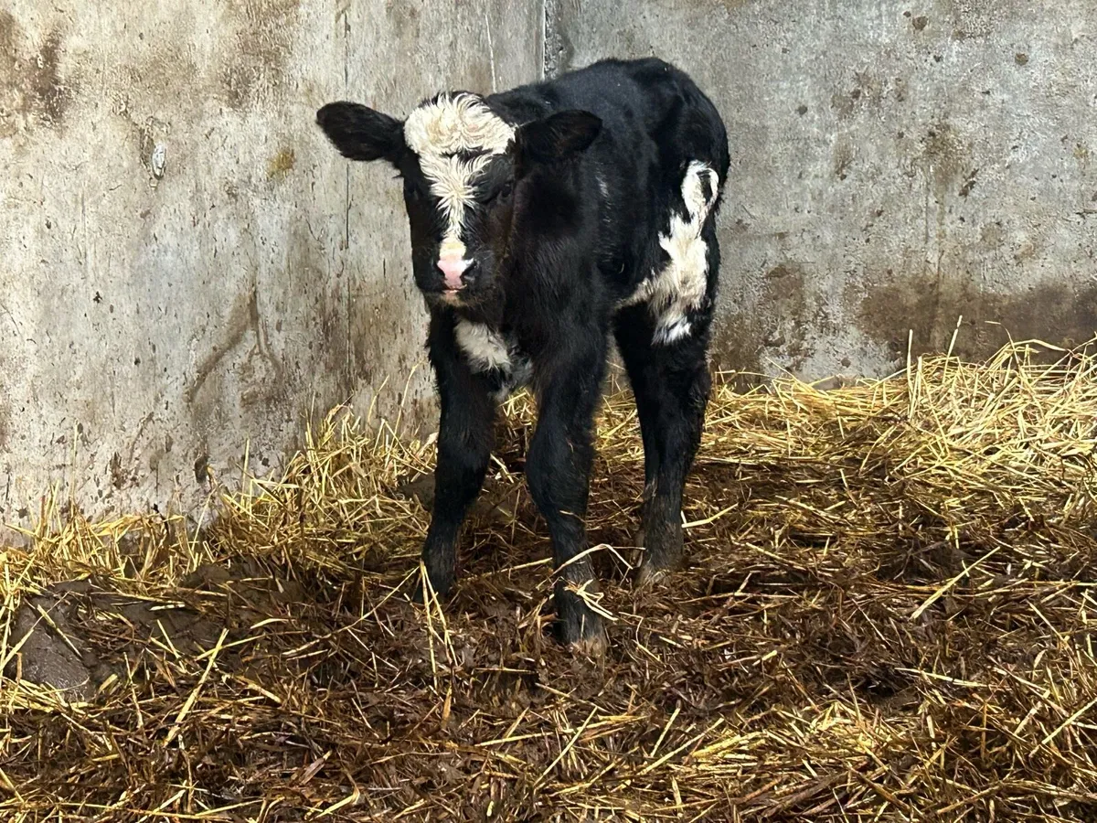 Limousine bull calf - Image 4