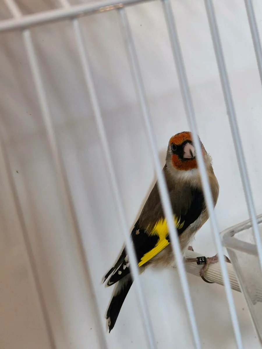 Cage breed birds - Image 1