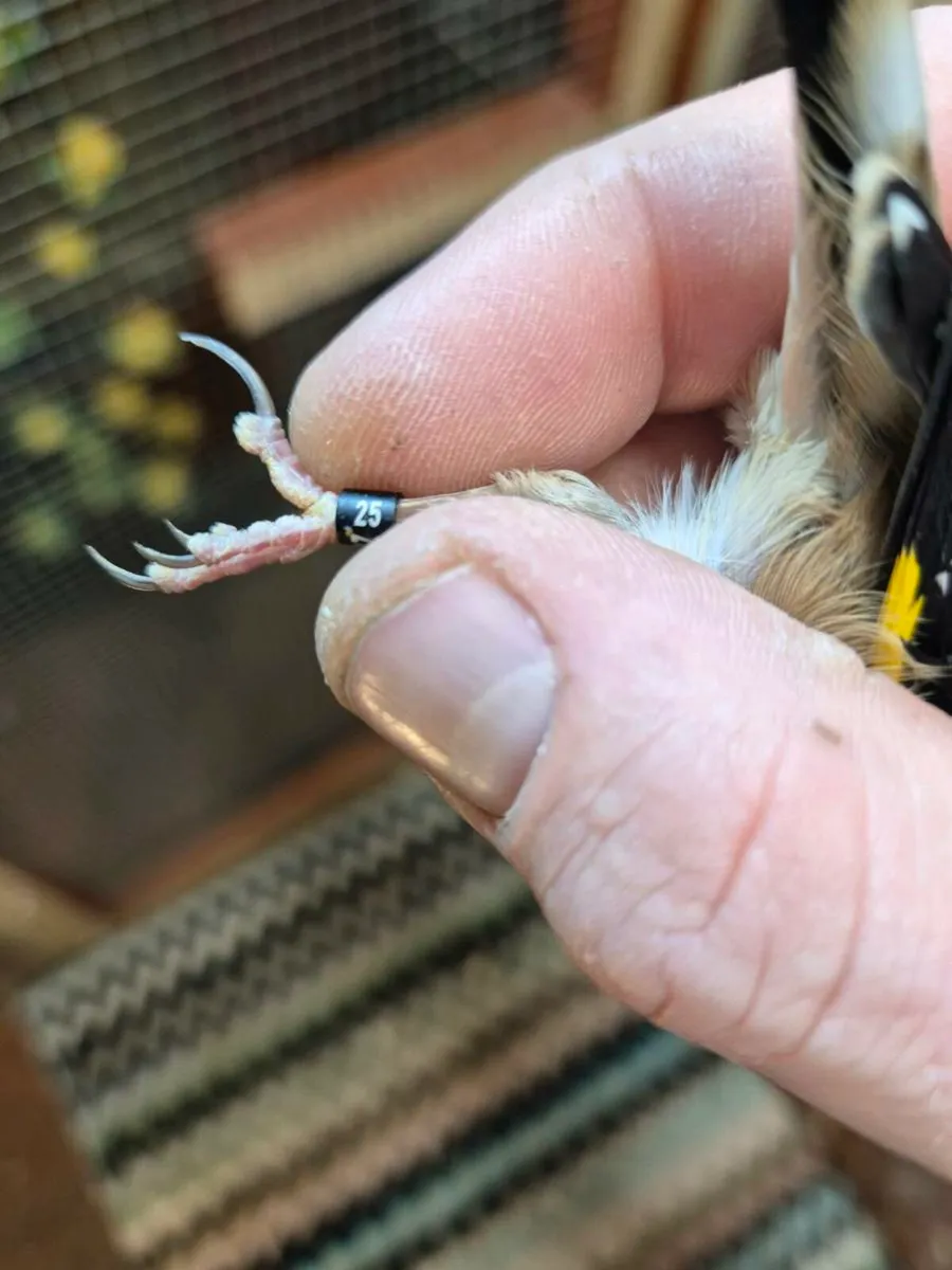 Cage breed birds - Image 2