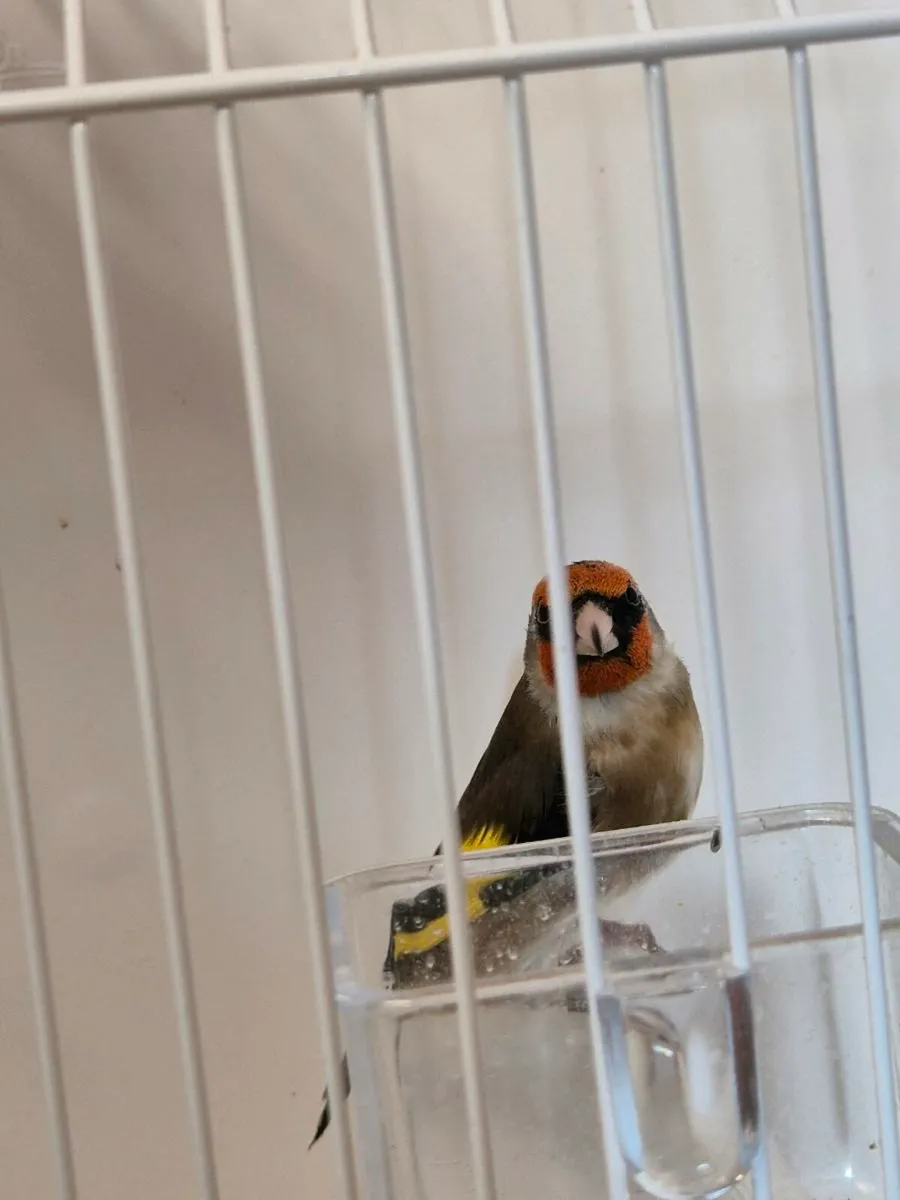 Cage breed birds - Image 3