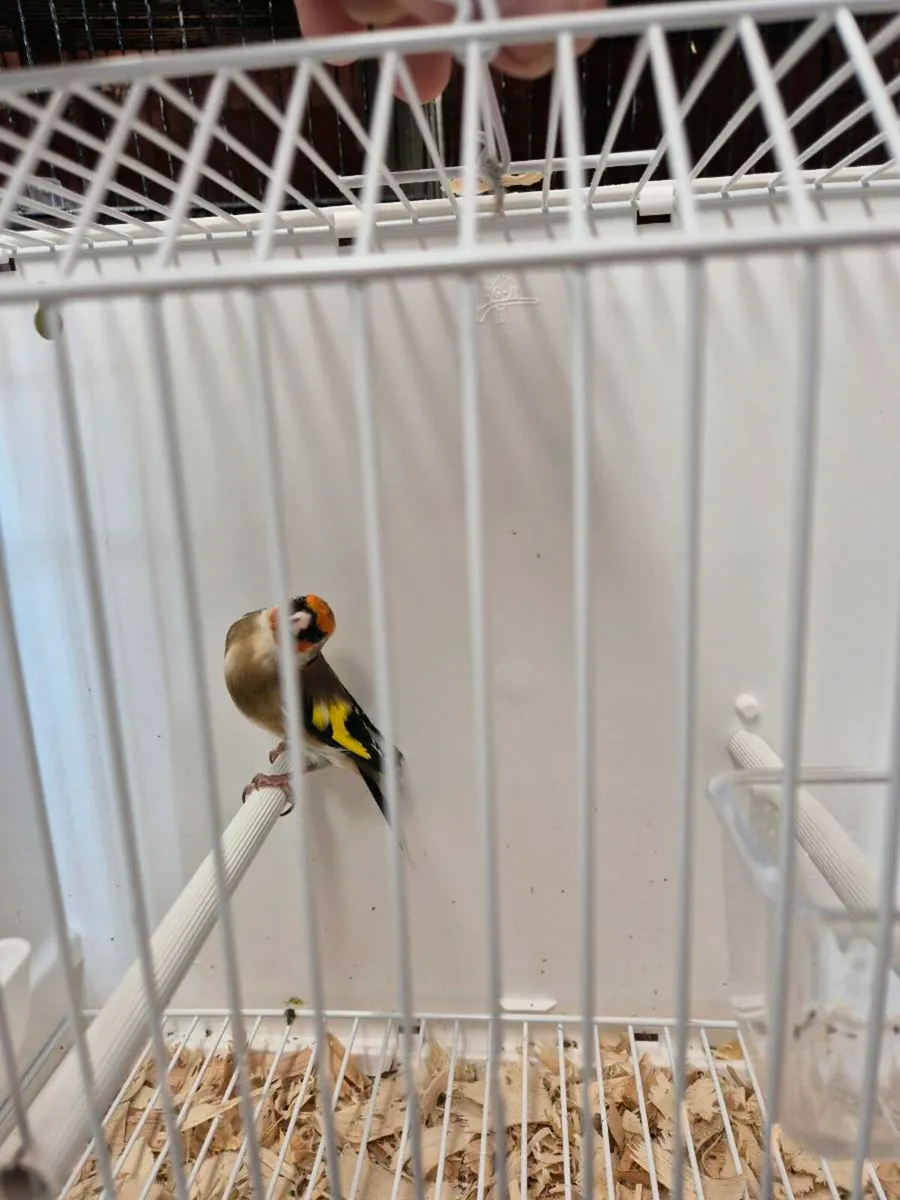 Cage breed birds - Image 4