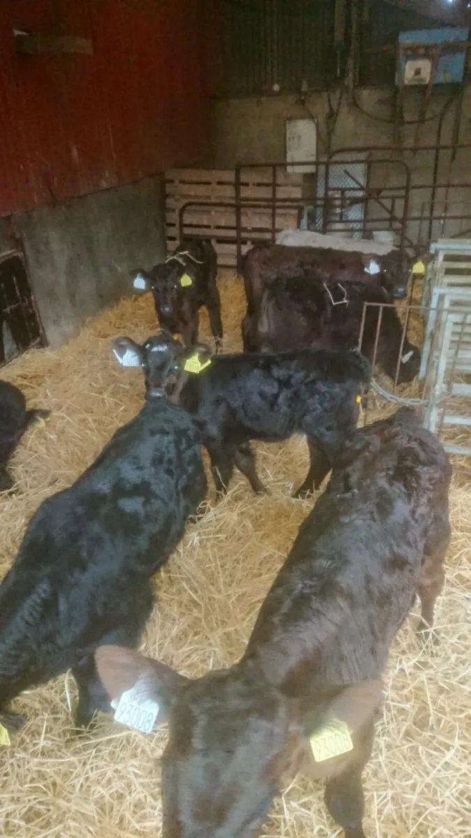15 Angus Cross Calves - Image 1