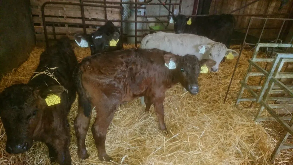 15 Angus Cross Calves - Image 2
