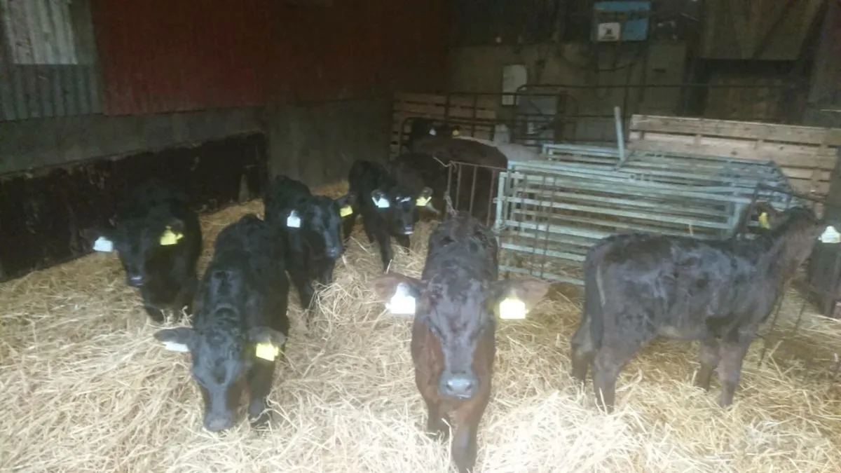 15 Angus Cross Calves - Image 3