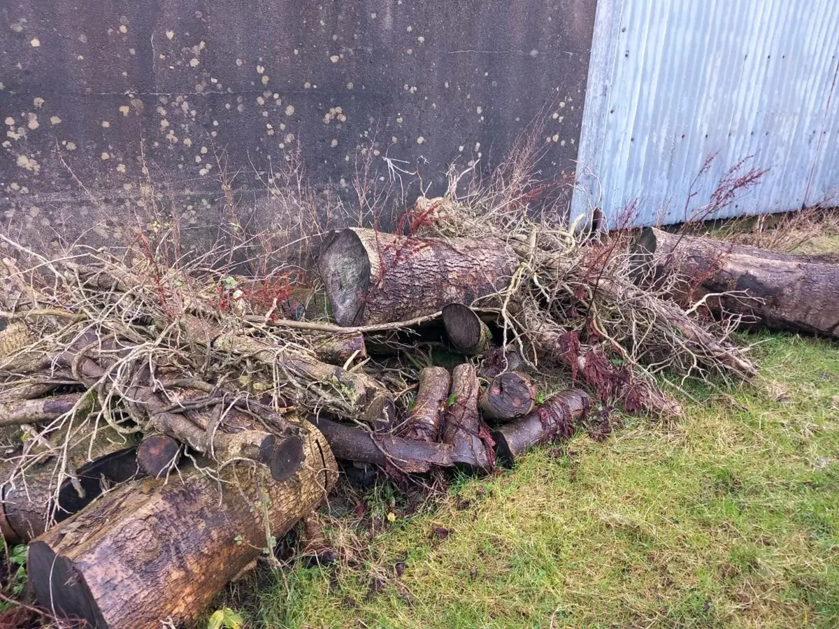 TIMBER FOR FIRE WOOD - Image 2