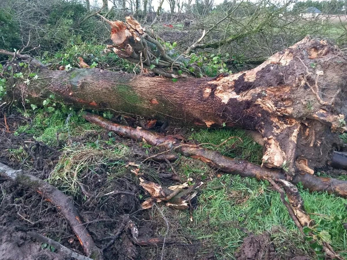 TIMBER FOR FIRE WOOD - Image 1