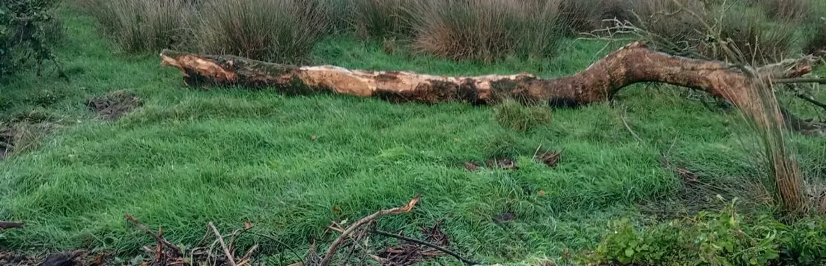 TIMBER FOR FIRE WOOD - Image 3