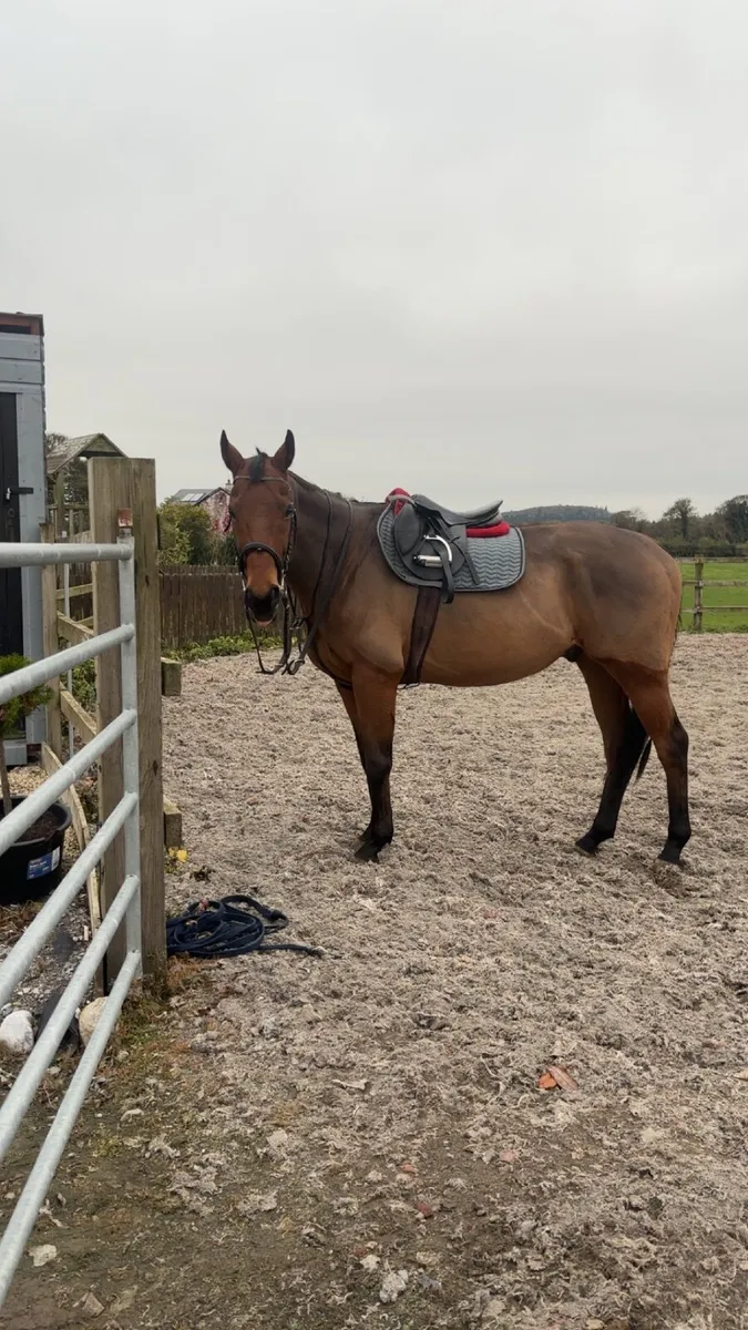 Horse saddle - Image 1