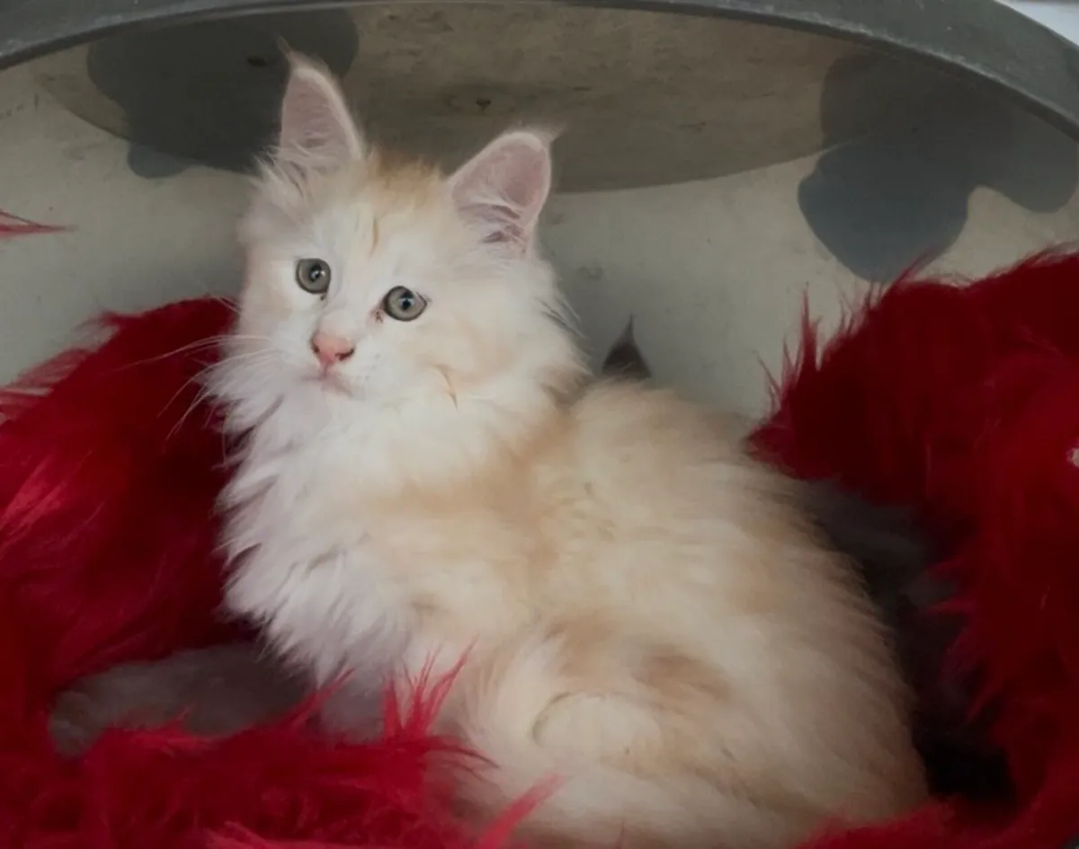 Maine coon kittens - Image 1