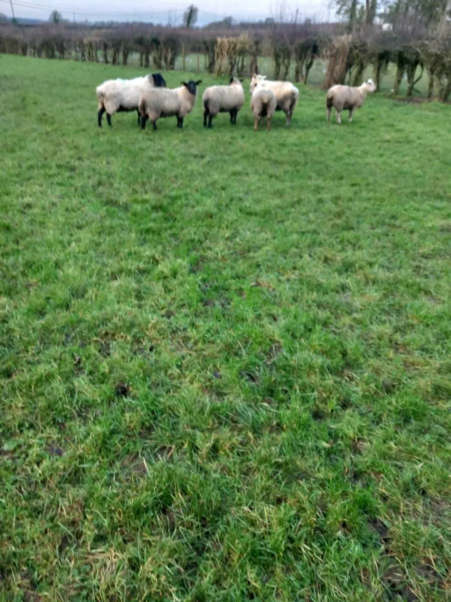 Ewe Lambs - Image 4