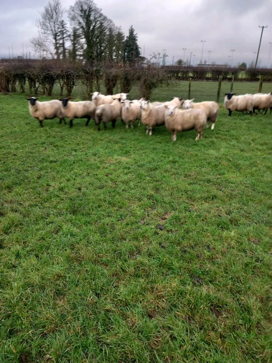 Ewe Lambs - Image 2