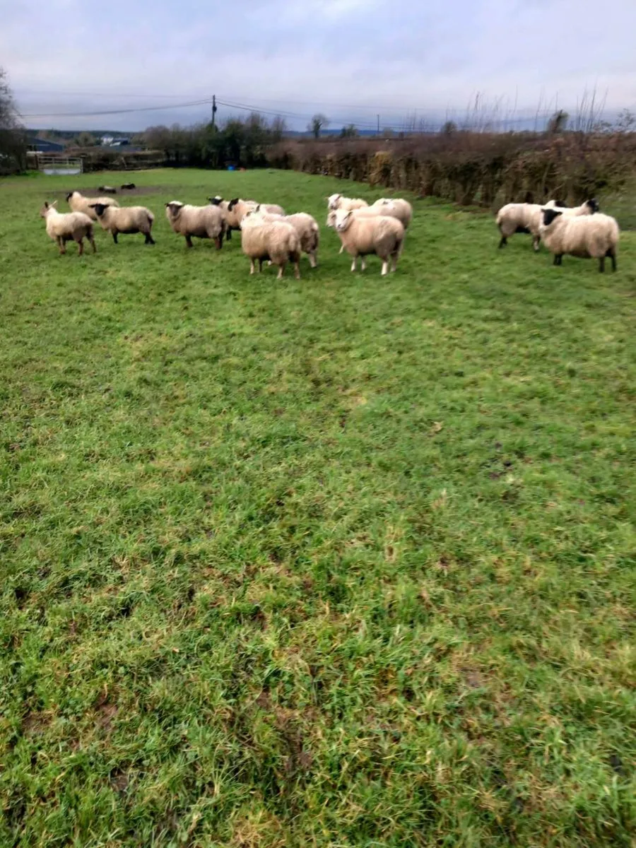 Ewe Lambs - Image 1