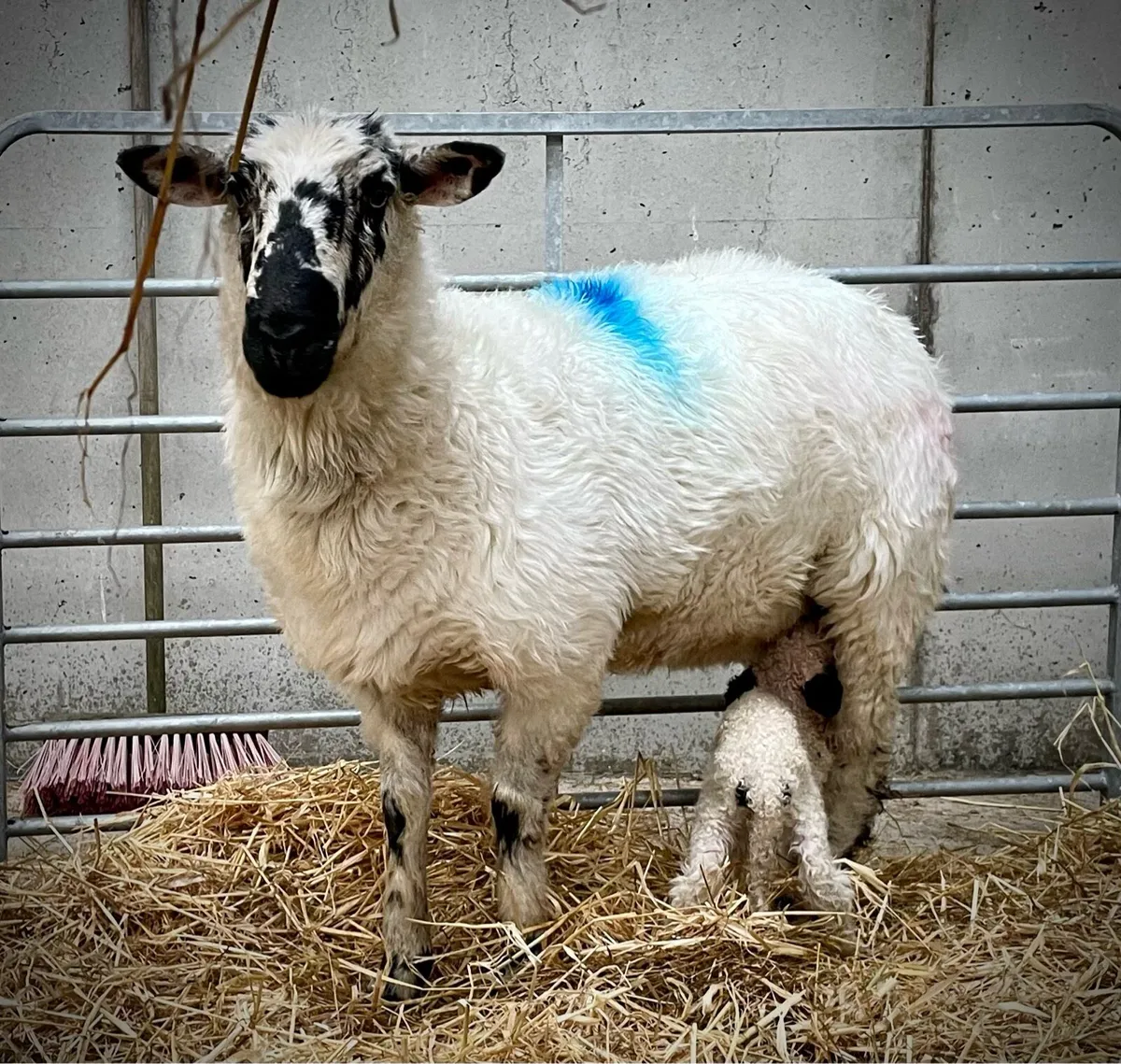 Valais Blacknose with Ewe Lamb at Foot - Image 1
