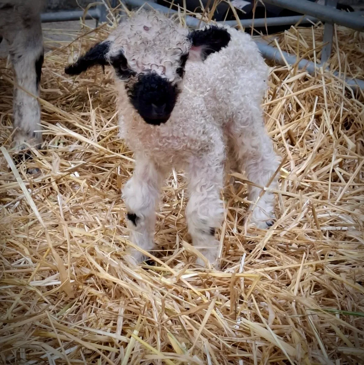 Valais Blacknose with Ewe Lamb at Foot - Image 2