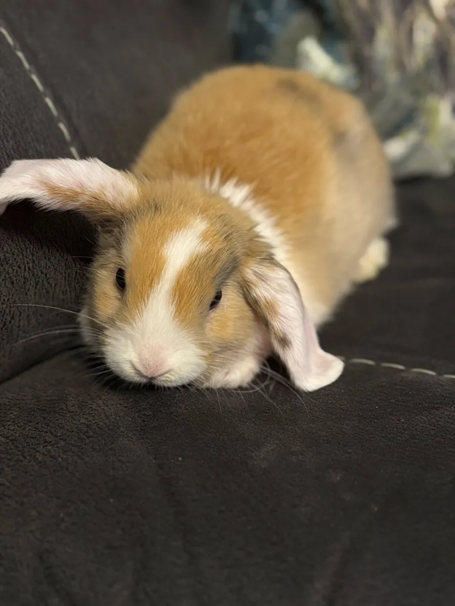Baby Holland Lop Rabbit 11 Weeks Old - Image 1