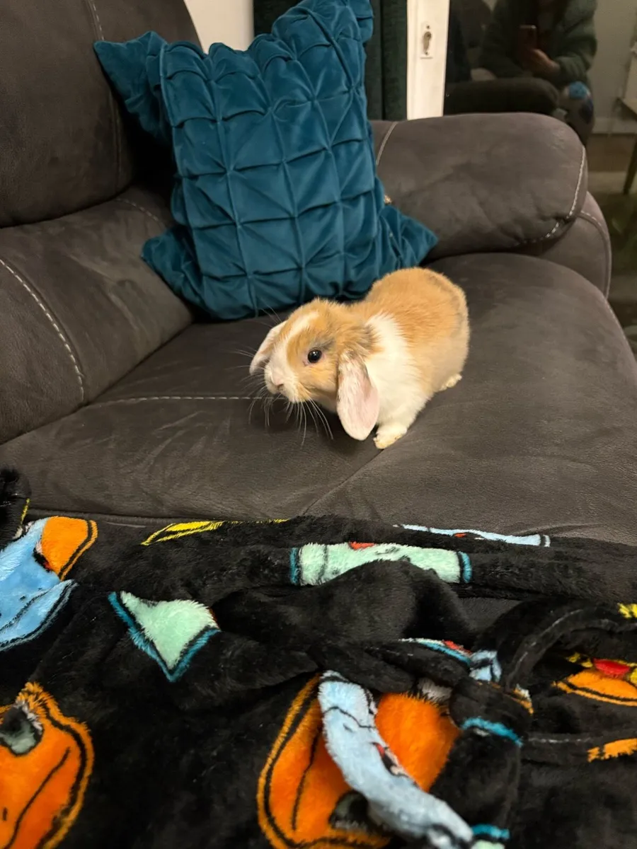 Baby Holland Lop Rabbit 11 Weeks Old - Image 2