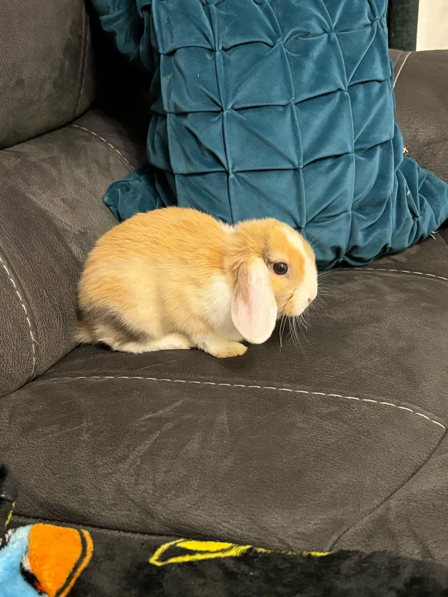 Baby Holland Lop Rabbit 11 Weeks Old - Image 3
