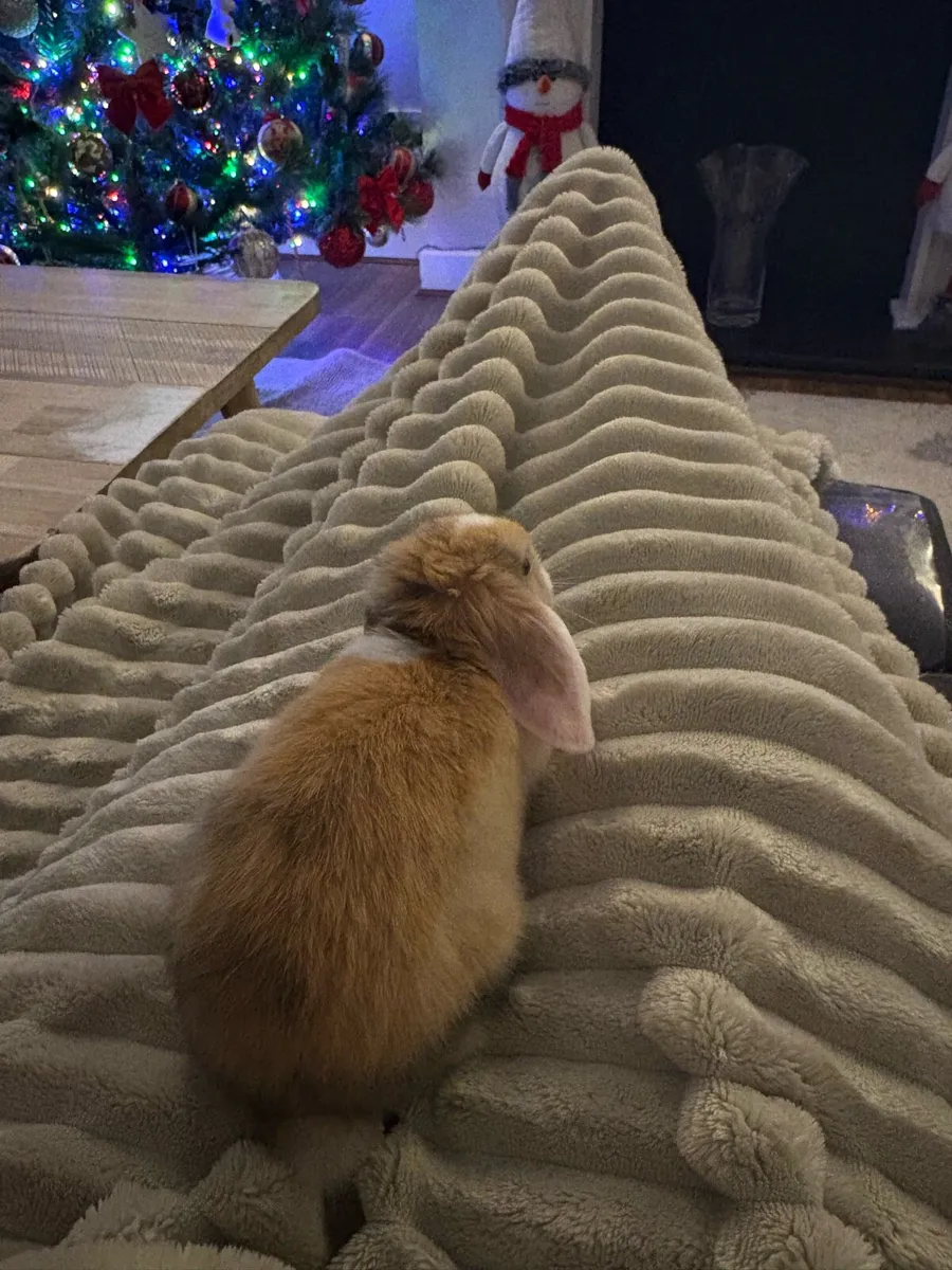 Baby Holland Lop Rabbit 11 Weeks Old - Image 4