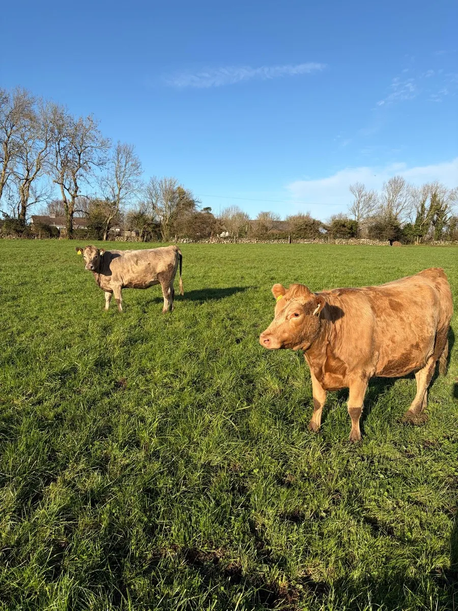 *RARE* Twin Charlois incalf heifers. - Image 1
