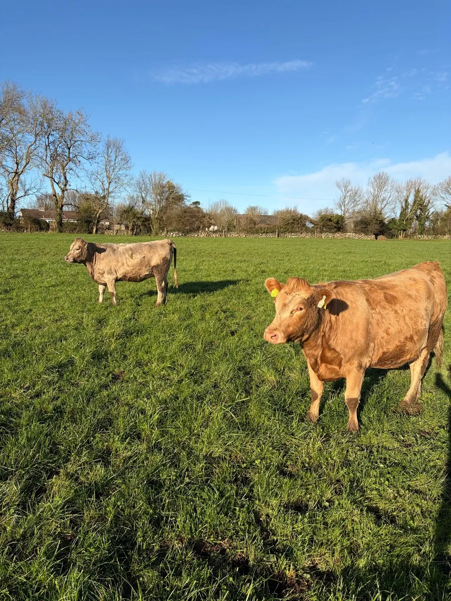 *RARE* Twin Charlois incalf heifers. - Image 2