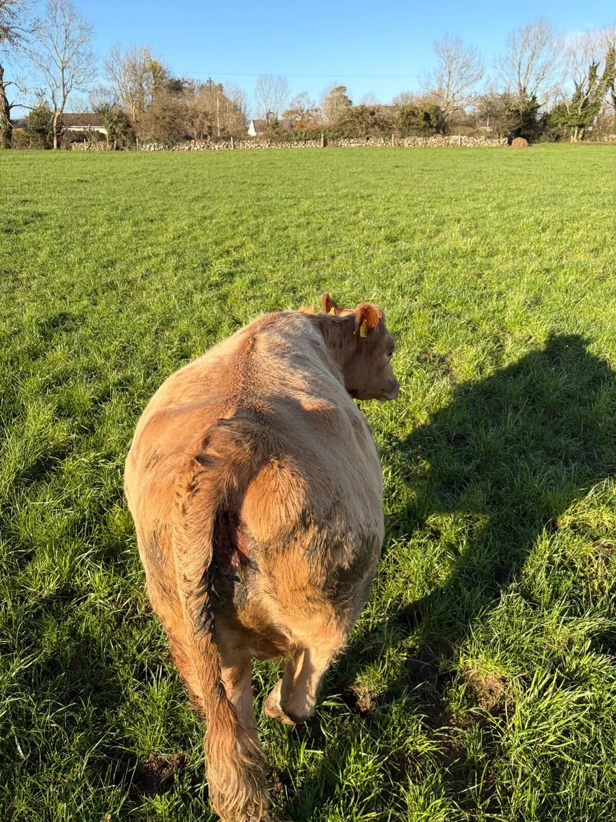 *RARE* Twin Charlois incalf heifers. - Image 3