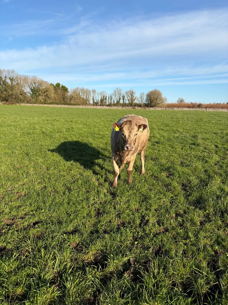*RARE* Twin Charlois incalf heifers. - Image 4