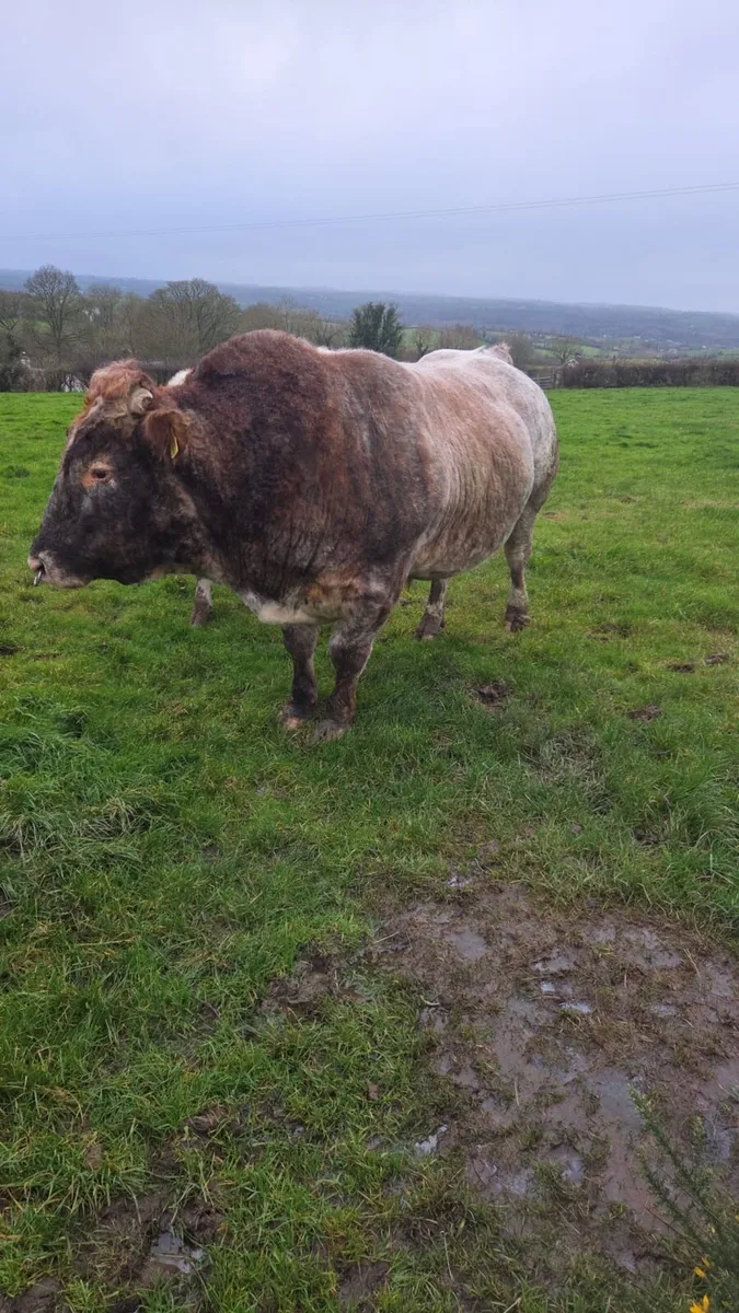 Hybrid bull - Image 1