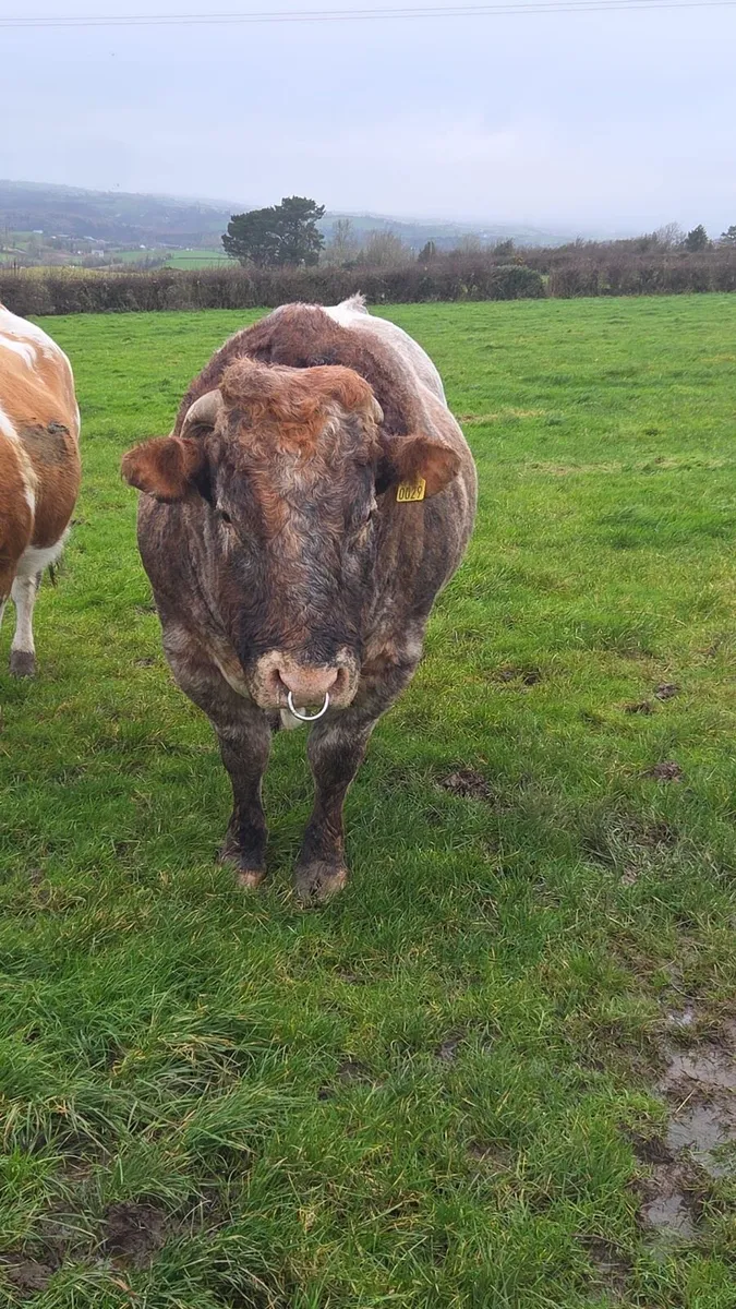 Hybrid bull - Image 2