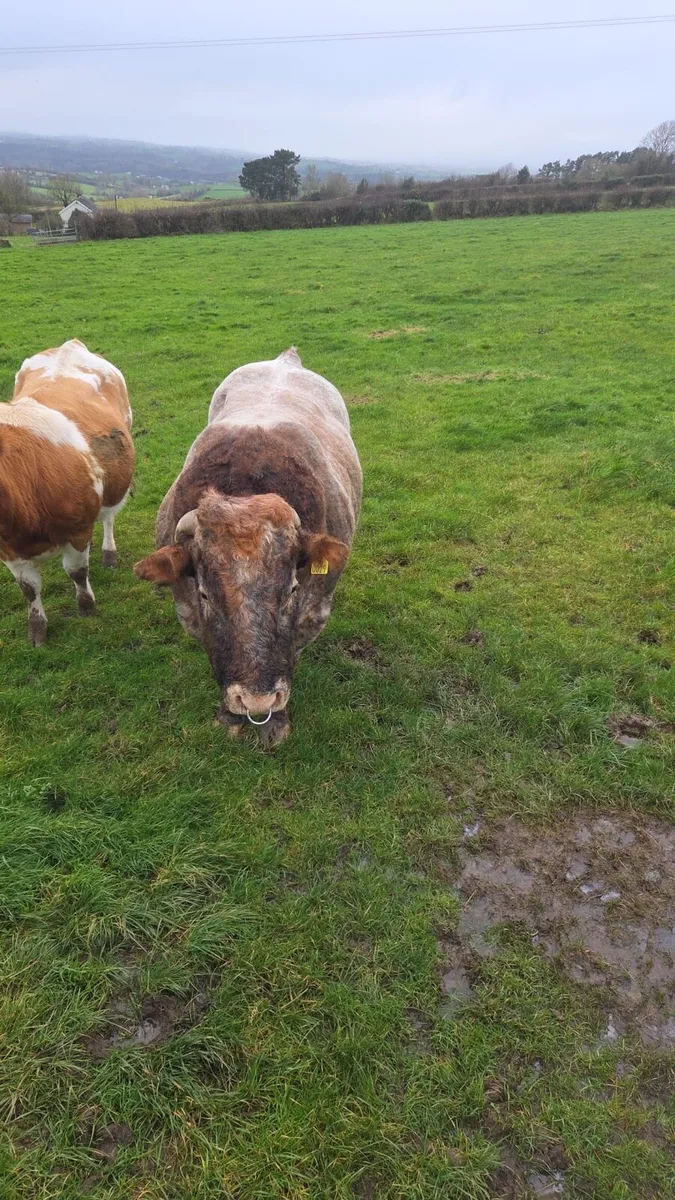 Hybrid bull - Image 3