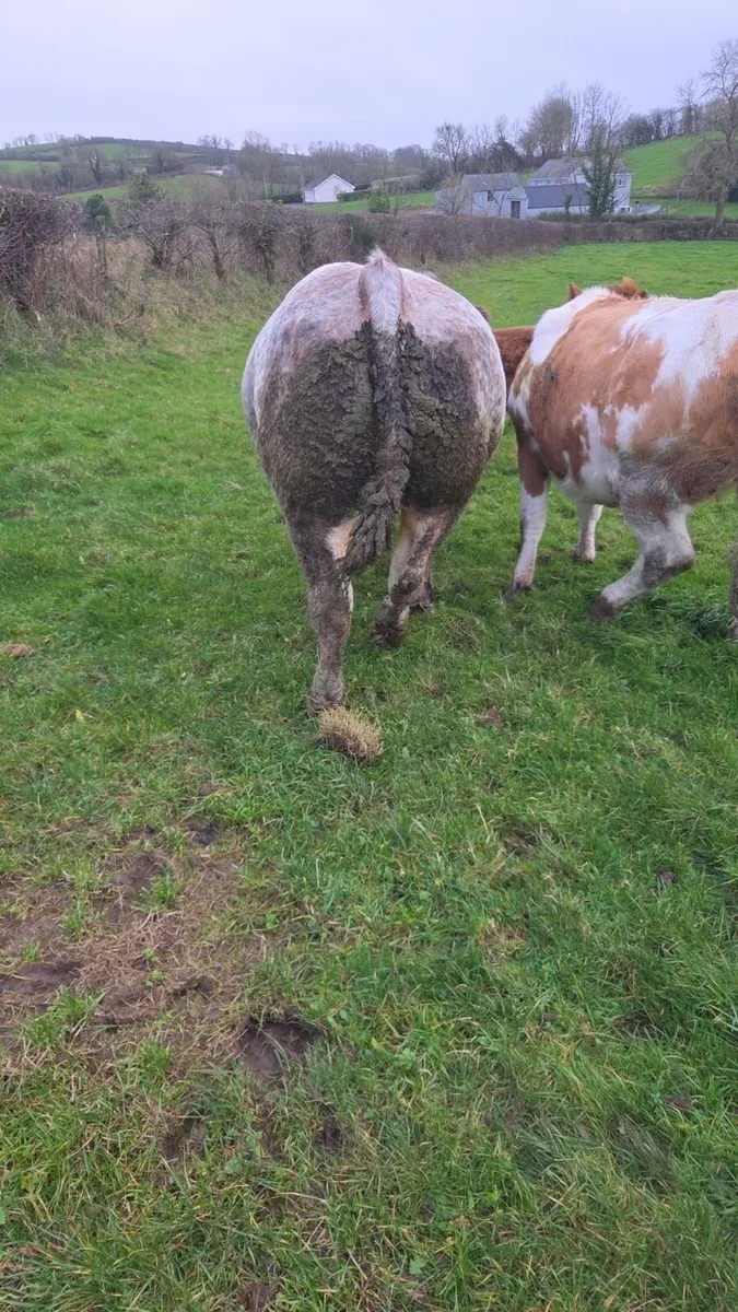 Hybrid bull - Image 4