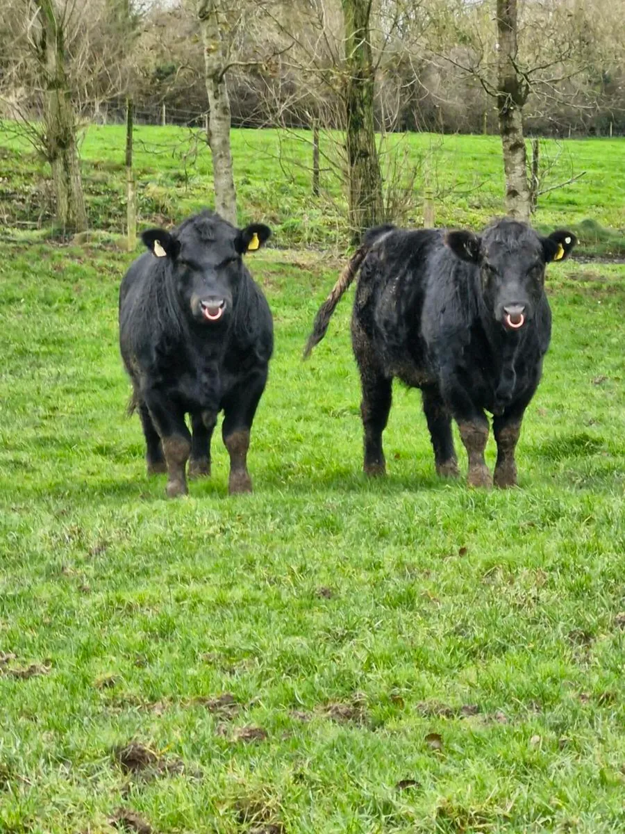 Angus bulls - Image 1