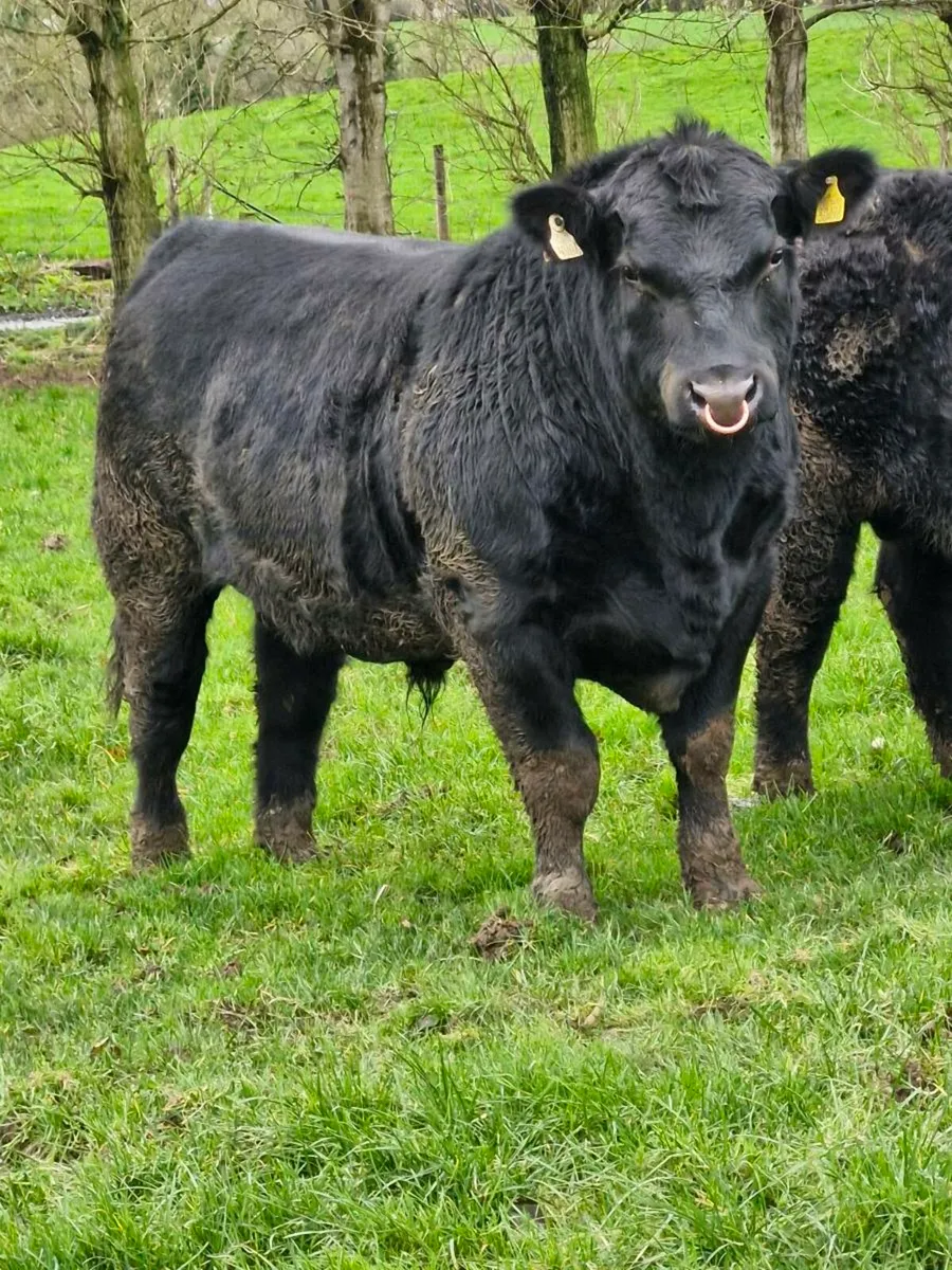 Angus bulls - Image 2