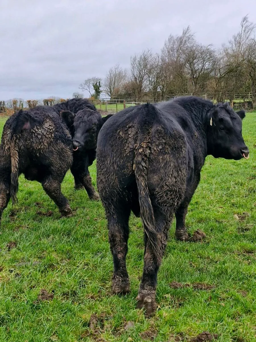 Angus bulls - Image 3