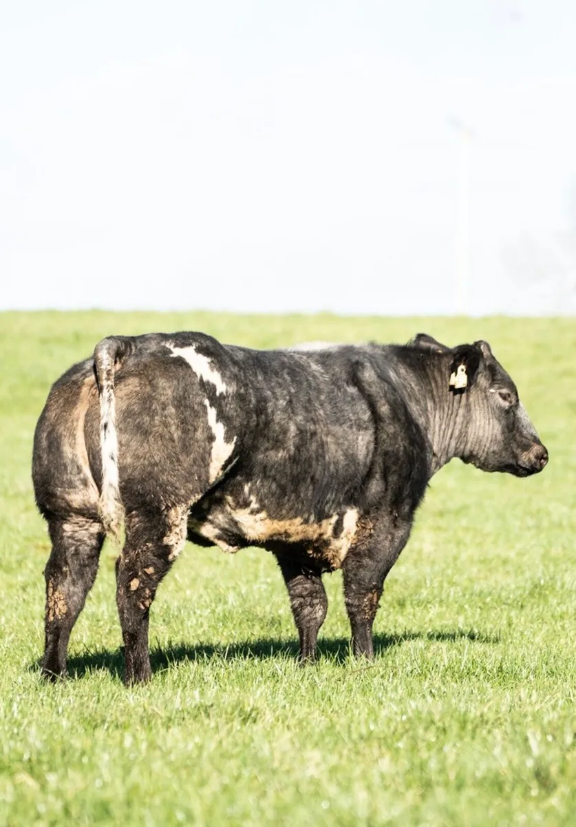 2 show quality belgian blue breeding heifers - Image 2