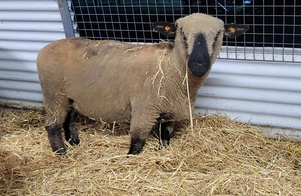 Inlamb Hampshire down ewe hogget