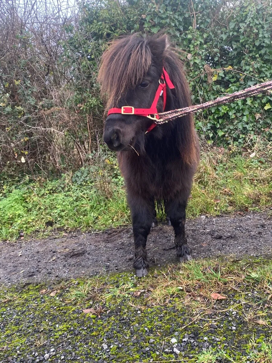 🇮🇪Falabella gelding - Image 3