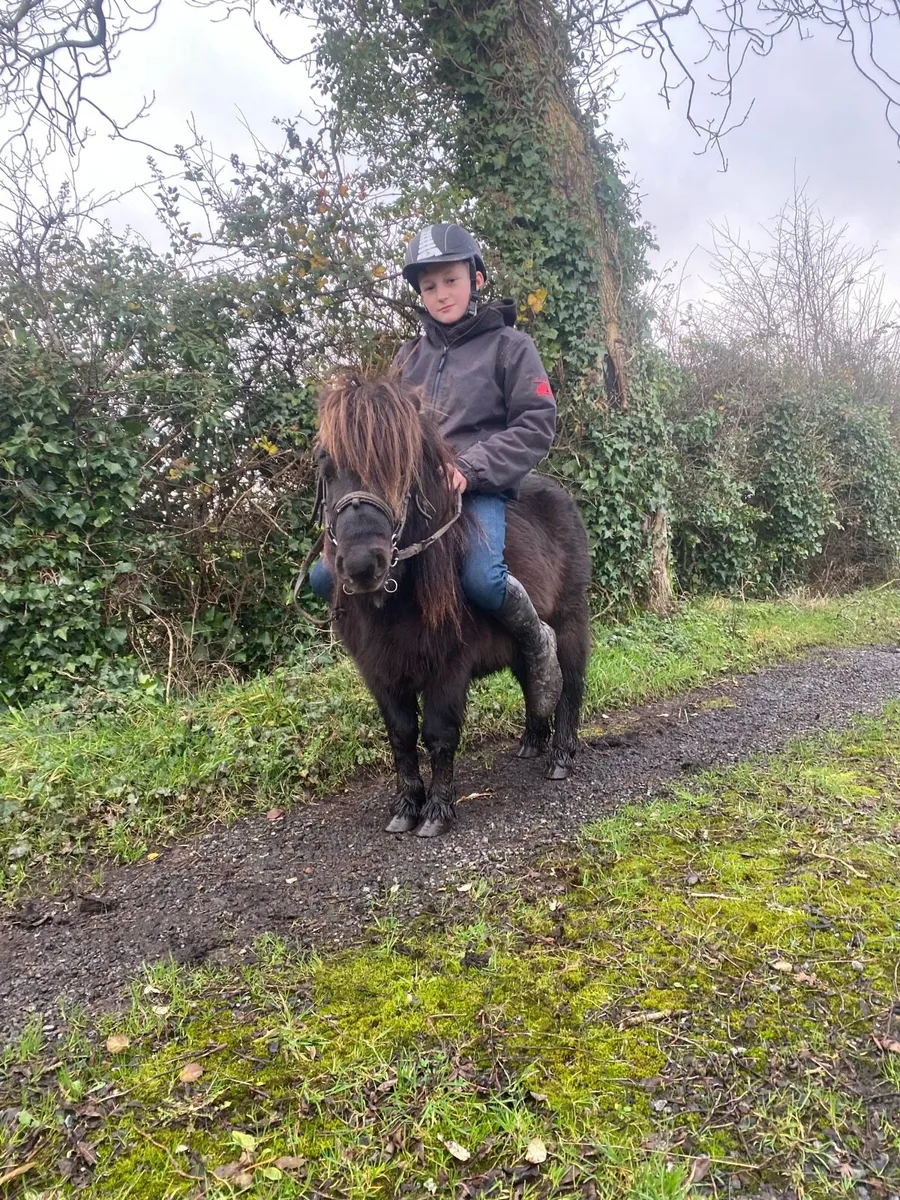 🇮🇪Falabella gelding - Image 4