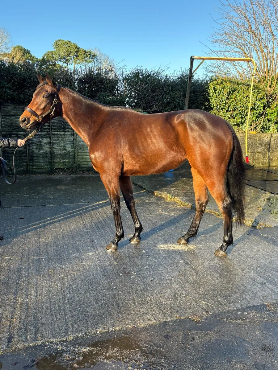 3yo Thoroughbred Filly