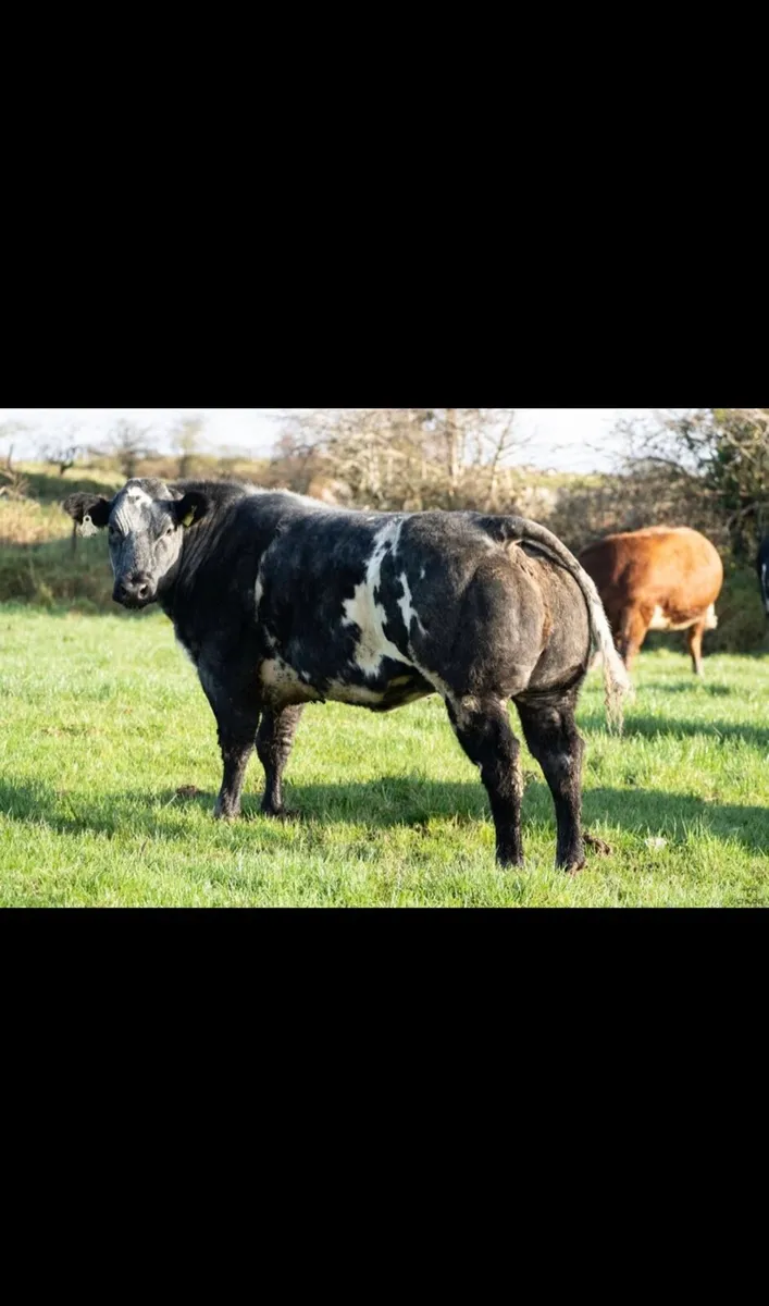 2 show quality belgian blue breeding heifers - Image 3