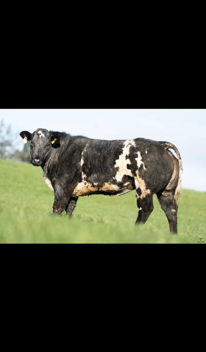 2 show quality belgian blue breeding heifers - Image 1
